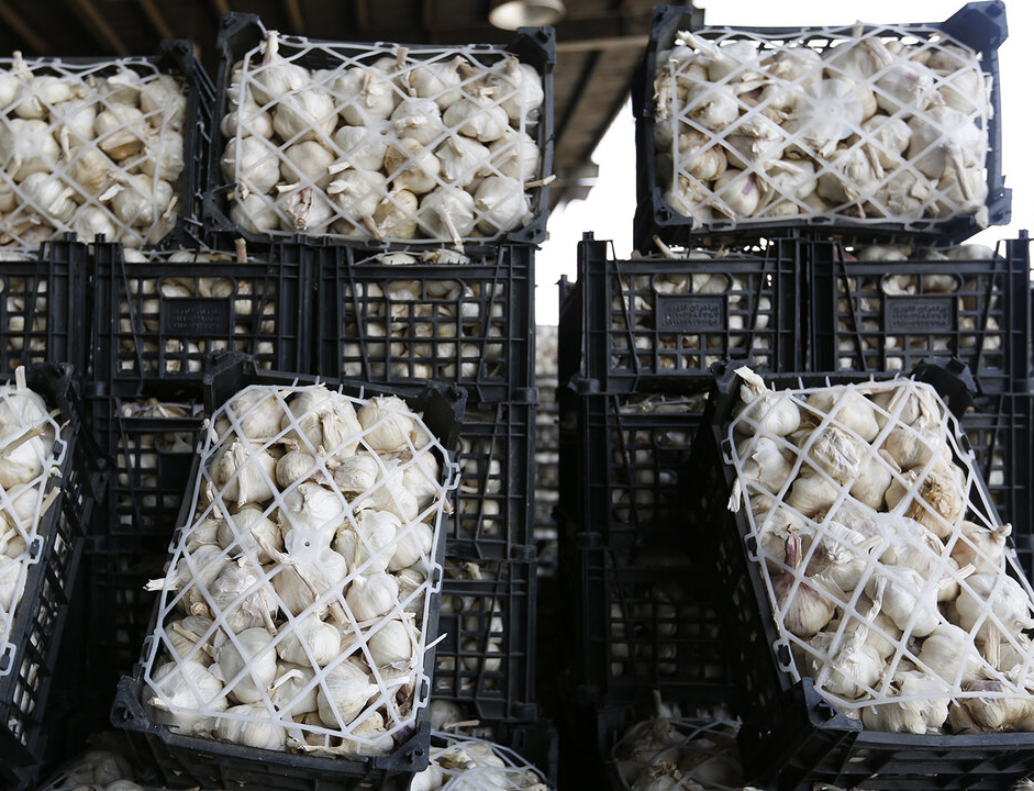 رشد ۶۵ درصدی صادرات سیر/ روسیه مقصد نخست صادرات سیر خشک