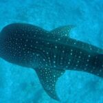 «آخرین کوسه نهنگ» به کامبوج سفر می‌کند